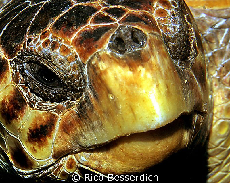 That's close ! Head of a "caretta caretta" sea-turtle. CA... by Rico Besserdich 