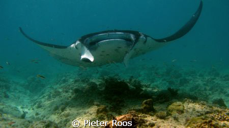 manta at cleaning station, boduhithi thila by Pieter Roos 
