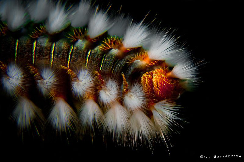 Fireworm closeup. CANON 60mm macro lens with +10 diopter,... by Rico Besserdich 