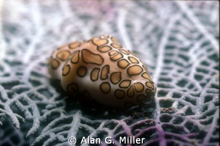 Flamingo Tongue shot with a Nikonos RS, 50mm Macro, and 2... by Alan G. Miller 