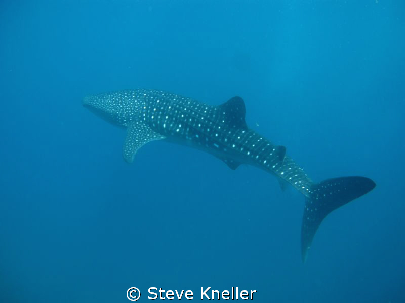 Whale Shark beautiful condition very curious and interact... by Steve Kneller 