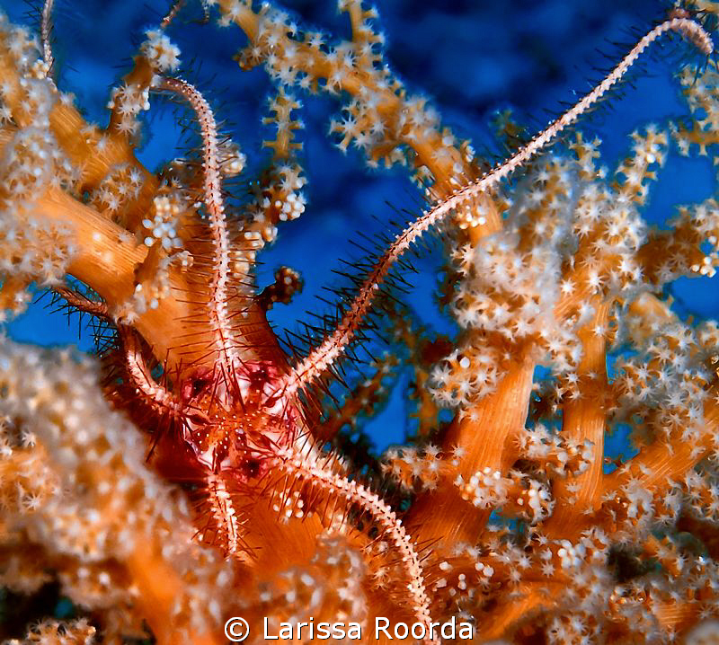 Creaping along.  A Brittle Star in Palau. by Larissa Roorda 