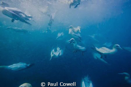 Cape Gannets hurtling into the water next to me, hoping f... by Paul Cowell 