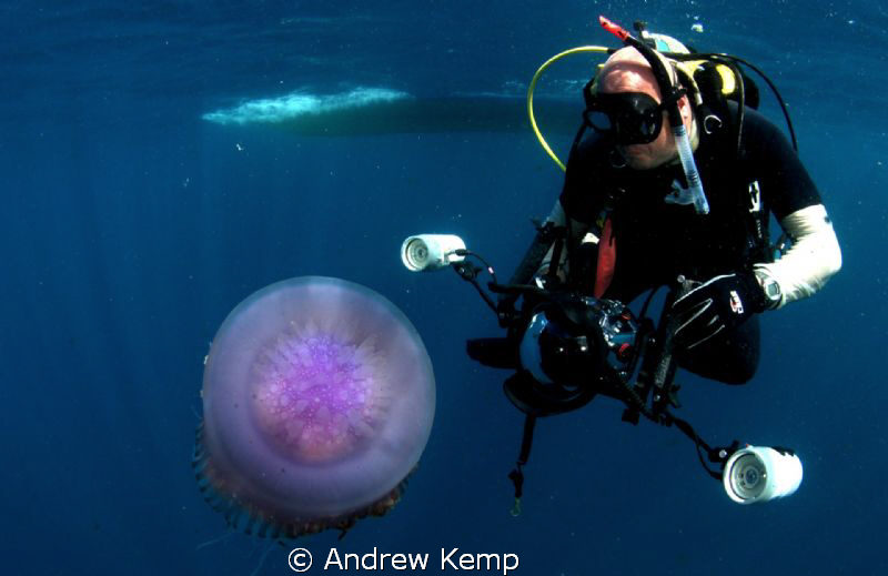 To jelly or not to jelly? by Andrew Kemp 