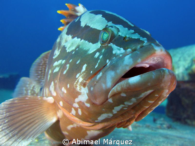 Close encounter with this nassau grouper by Abimael Márquez 