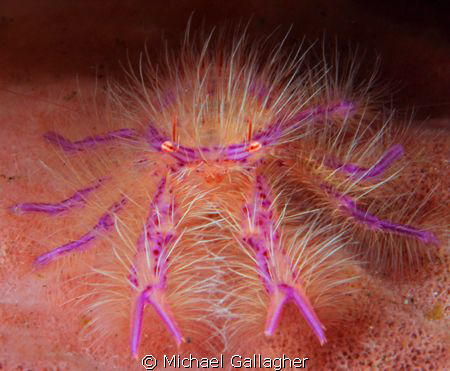 Pink squat lobster, tucked into a crevice on the outside ... by Michael Gallagher 
