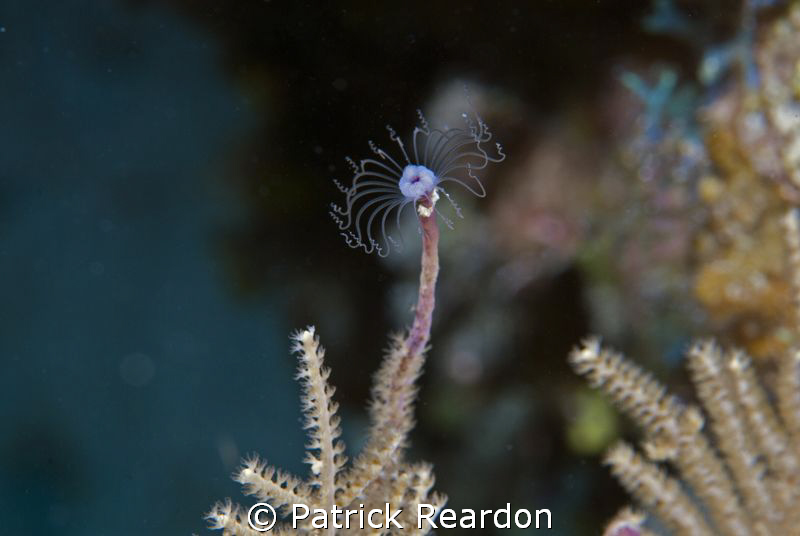 Noticed this "hydra" atop a coral.  Don't know what it is. by Patrick Reardon 