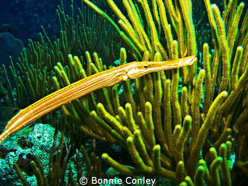 Yellow Trumpetfish seen in Grand Cayman August 2010.  Pho... by Bonnie Conley 