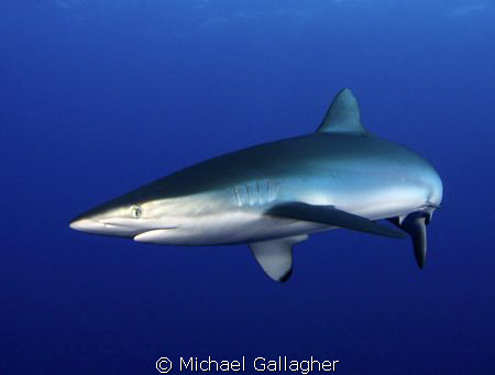 Silky shark in the Red Sea, Sudan by Michael Gallagher 