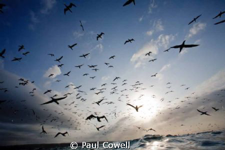 This is the view of the diving cape gannets, just as i su... by Paul Cowell 