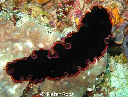 litle flatworm looks like a spanish dancer, i do not mean... by Pieter Roos 