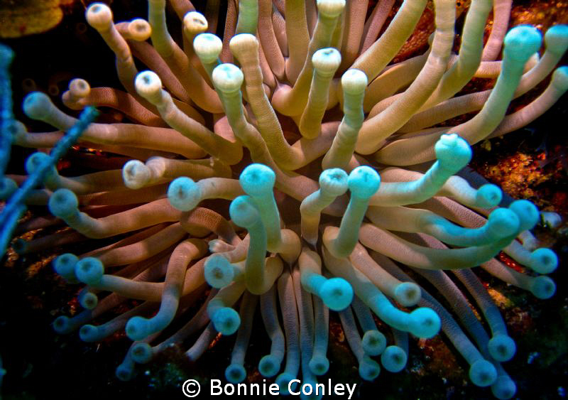 Anemone seen in Grand Cayman August 2010.  Photo taken wi... by Bonnie Conley 
