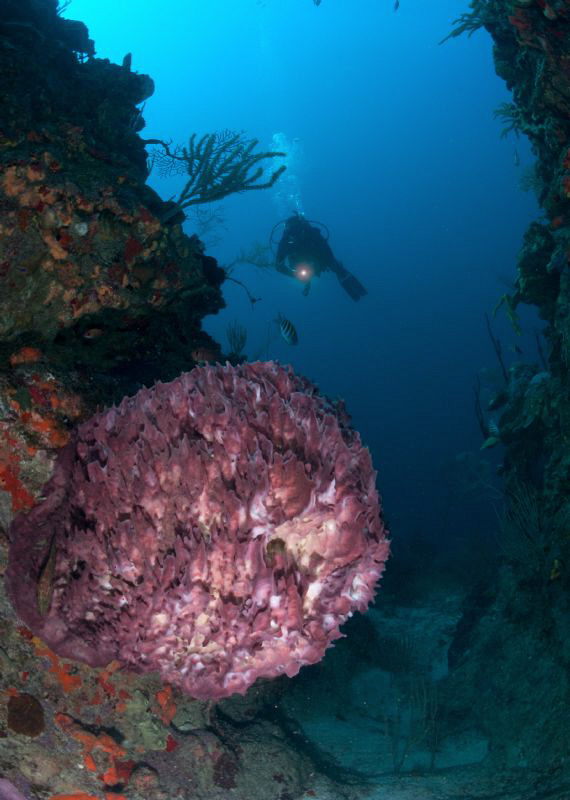Diver at wall dive, and beautiful barrel sponge. by Juan Torres 