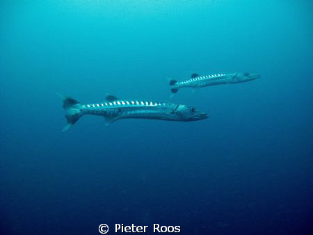 giant baracuda's hanging in the current waiting for pray ... by Pieter Roos 