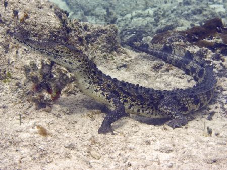 Juvenille American Crocodile taking a vacay in Cozumel. N... by Christa Loustalot 