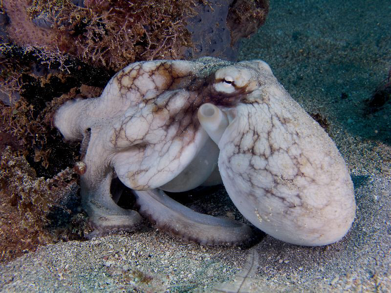 Common octopus. by Juan Torres 