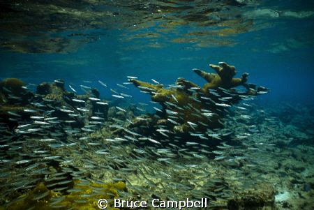 Silversides on the sandy spit by Bruce Campbell 