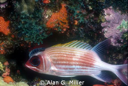 Cephalopod on Squirrelfish, taken with a Nikonos RS and 5... by Alan G. Miller 