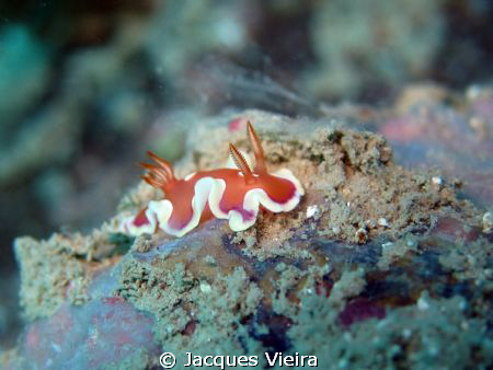 Nudi on manual foccus and no external flash . Size of nud... by Jacques Vieira 