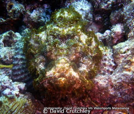 this estuarine stonefish just looks so happy ,from this a... by David Crutchley 