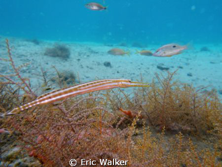 Trumpet Fish by Eric Walker 