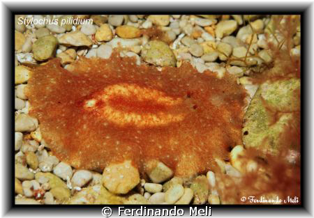 A worm Stylochus pilidium in the Mediterranean sea. by Ferdinando Meli 