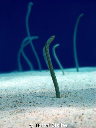 Sea eel chillin' by Horen Stalbe 