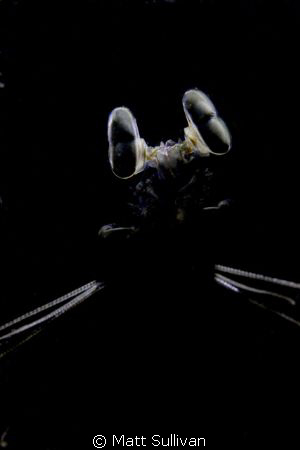 Backlit Mantis by Matt Sullivan 