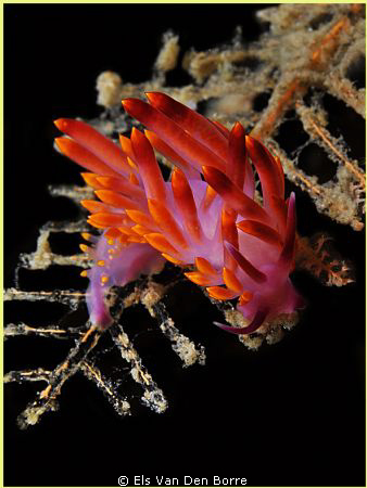 Colorful nudibranch. by Els Van Den Borre 