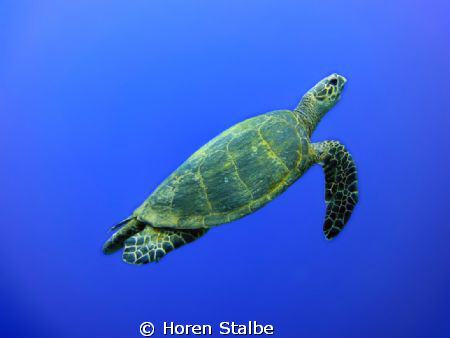 Green Sea turtle by Horen Stalbe 