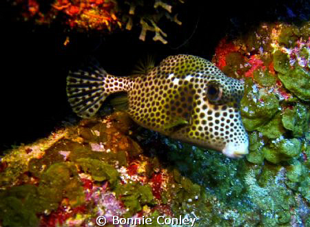 Trunkfish seen in Grand Cayman August 2010.  Photo taken ... by Bonnie Conley 