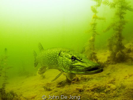 I make these Pike picture without strobes, at ISO400 to g... by John De Jong 