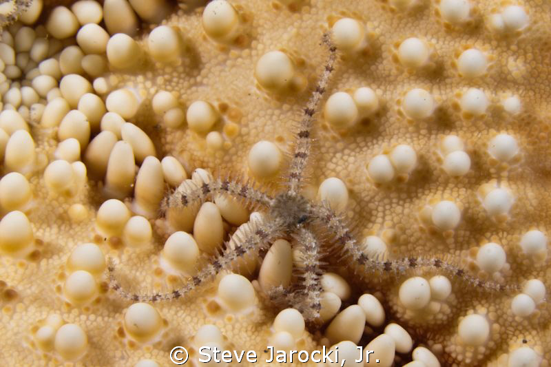 Brittle Star on the underside of a Sea Star
Olympus came... by Steve Jarocki, Jr. 