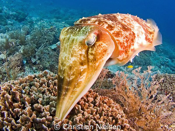 This friendly cuttlefish was laying eggs in the coral. It... by Christian Nielsen 