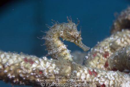 Seahorse. Taken with Nikon D60, with Nikkor 18-55 in Easy... by Francesco Pacienza 