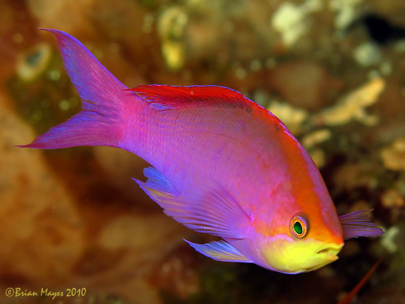 Purple Queen (Pseudanthias pascalus) swimming about at th... by Brian Mayes 