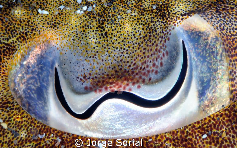 The eye of a cuttlefish. What beauty! by Jorge Sorial 