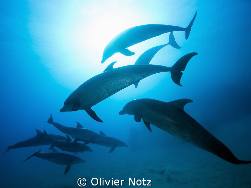 simply unforgatable to meet these wonderful creatures... by Olivier Notz 