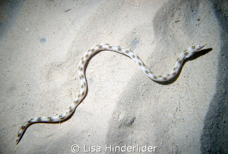 Gold spotted Eel cruising across the sand on a night dive. by Lisa Hinderlider 