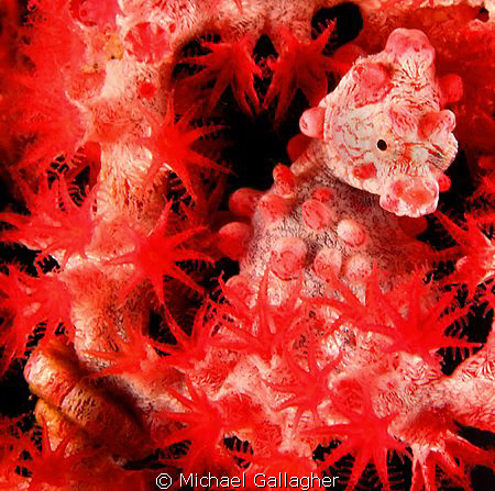 Bargibanti!! Pygmy seahorse in a sea fan - Komodo, Indone... by Michael Gallagher 