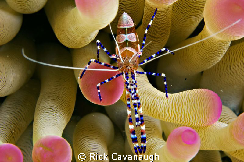 Taken in Bonaire with D70 in Subal with Inon Strobes. by Rick Cavanaugh 
