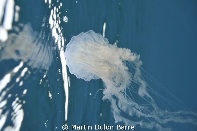 Jelly Reflection. D700 35mm f6.3 @ 1/160 by Martin Dulon Barre 