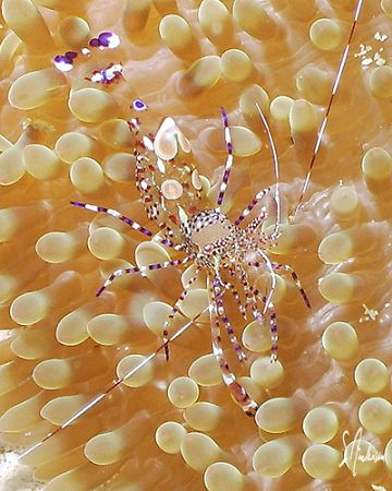 This image of a Spotted Cleaner Shrimp was taken in Cozum... by Steven Anderson 