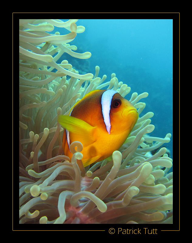 Clown fish in Abu Ghusum - Egypt - Canon S90 with hand to... by Patrick Tutt 