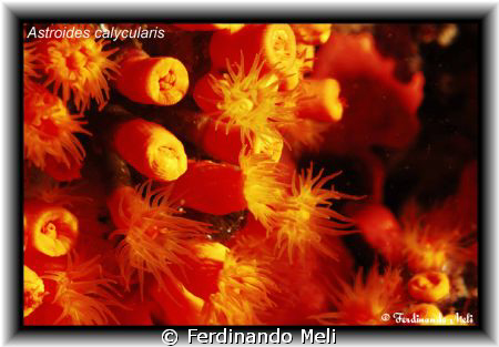 Astroides calycularis in the Mediterranean sea. by Ferdinando Meli 