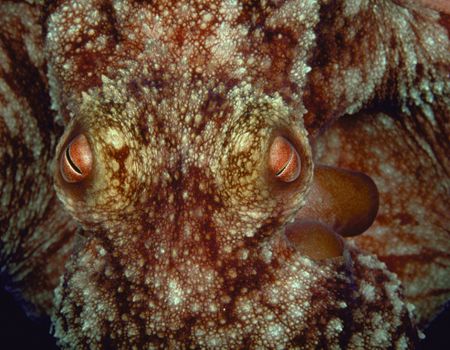 Caribbean Reef Octopus, Bahamas (Nikon F4, 105mm Macro, A... by Andrew Dawson 