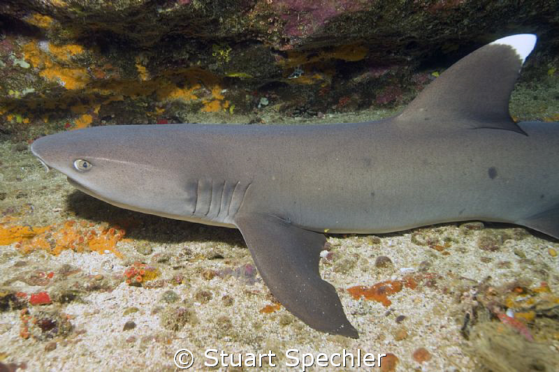 Whitetip reef shark, just chillin' in the Galapagos. by Stuart Spechler 