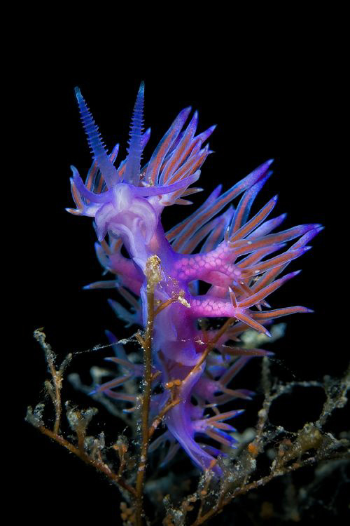 "Pretty in pink"  ( Flabellina affinis ) by Roland Bach 