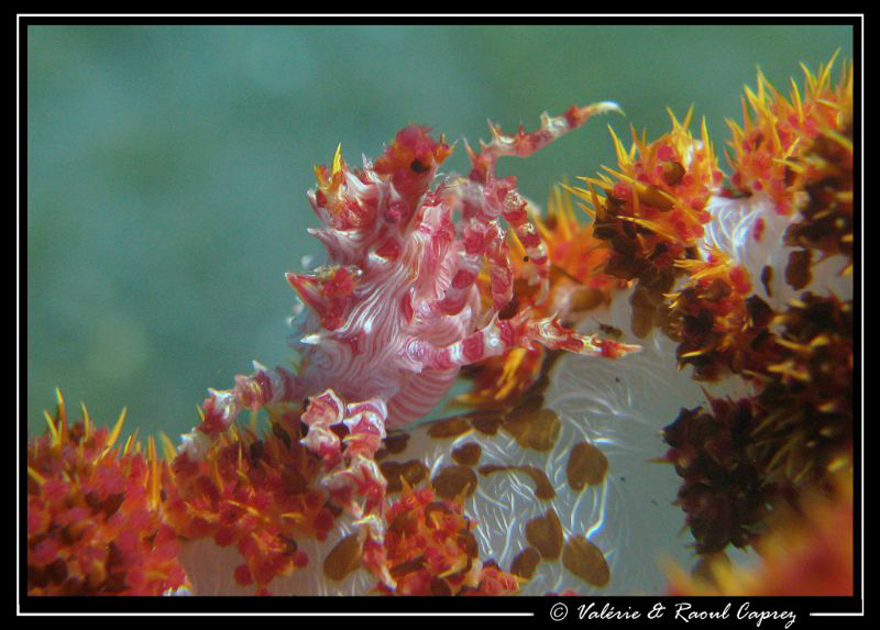 Soft coral crab on its way (Hoplophrys oatesii) by Raoul Caprez 