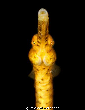 Yellow pipefish portrait - a slightly different perspecti... by Michael Gallagher 